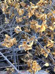 Dry leaves and nature background