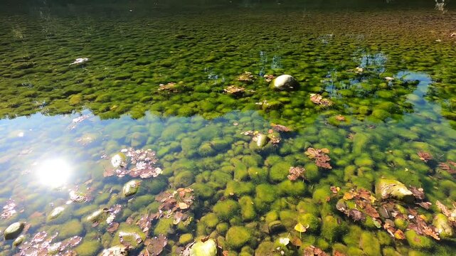 piedras con musgo en el rio