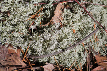 Shrubby cup lichen (Cladonia arbuscula) in wild nature