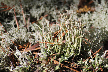 Lichen Cladonia verticillata in wild nature