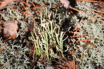 Lichen Cladonia verticillata in wild nature