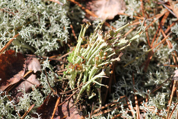 Lichen Cladonia verticillata in wild nature