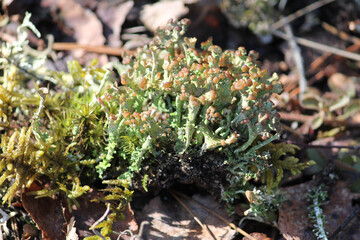 Lichen Cladonia verticillata in wild nature