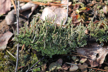 Lichen Cladonia verticillata in wild nature