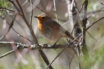 European robin (Erithacus rubecula) bird sitting on branch. April, Belarus