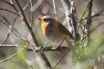 European robin (Erithacus rubecula) bird sitting on branch. April, Belarus