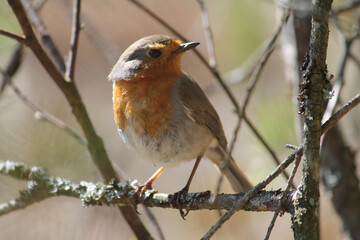 European robin (Erithacus rubecula) bird sitting on branch. April, Belarus
