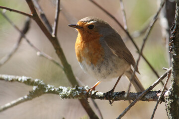 European robin (Erithacus rubecula) bird sitting on branch. April, Belarus
