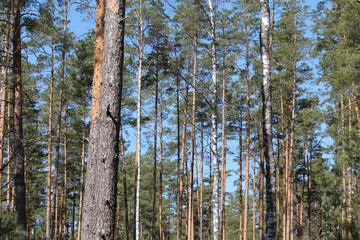 Landscape with pine forest and blue sky in spring. April, Belarus