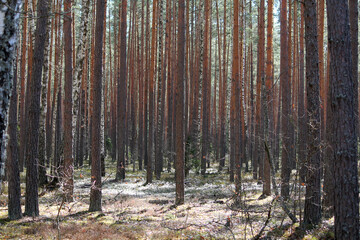 Landscape with pine forest in spring. April, Belarus