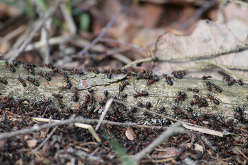 Red wood ants (Formica rufa) on branch in wild. April, Belarus