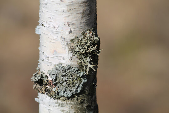 Hammered shield lichen (Parmelia sulcata) in wild nature on tree bark