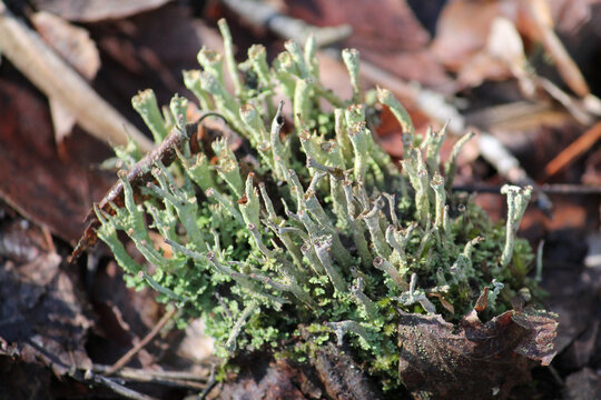 Lichen Cladonia verticillata in wild nature