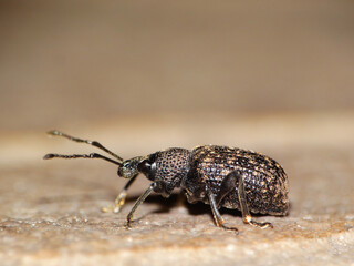 Chrząszcz ryjkowiec na brązowym tle