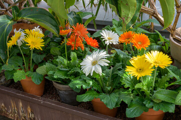 Fototapeta na wymiar Colorful gerberas in a garden