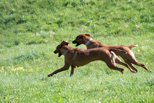 two running ridgebacks. dogs on the field running and have fun