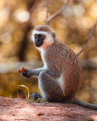 Velvet monkey eating stolen food from tourists, Tarangire national park reserve, Tanzania, Africa