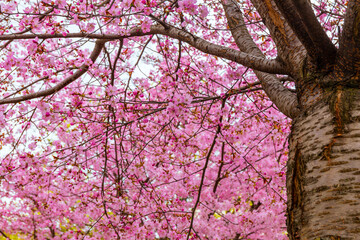 Blossoming cherry tree in spring, japanese cherry tree, sakura - 499573740