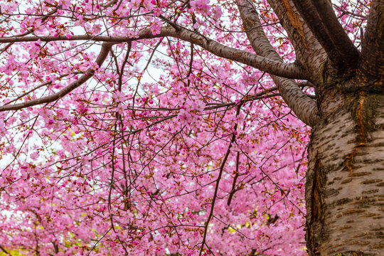 Blossoming cherry tree in spring, japanese cherry tree, sakura