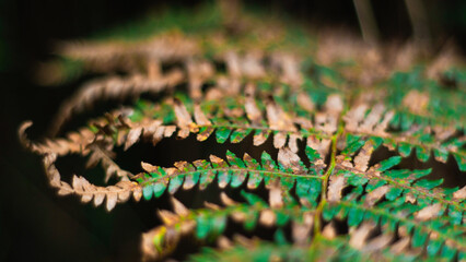 Macro de feuilles de fougère flétrissantes