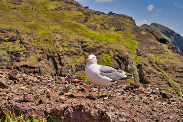 A Seagull at Ponta de Sao Lourenco, Madeira,Portugal. Beautiful scenic mountain view of green landscape,cliffs and Atlantic Ocean.