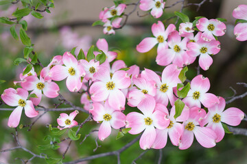 Obraz na płótnie Canvas ピンク色の花水木の花