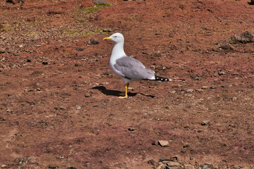 Fototapeta premium A Seagull at Ponta de Sao Lourenco, Madeira,Portugal. Beautiful scenic mountain view of green landscape,cliffs and Atlantic Ocean.