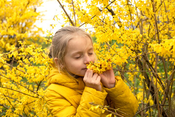 happy little girl from Ukraine in a yellow jacket smells yellow forsythia flowers on a walk. yellow,