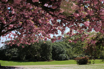 Naklejka premium Japanese flowering cherry