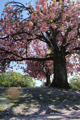 Naklejka premium Japanese flowering cherry