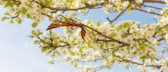 May 9 holiday. ribbon of St.George and cherry flowers, natural spring background. traditional symbol of Victory Day 1945