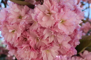 Japanese flowering cherry