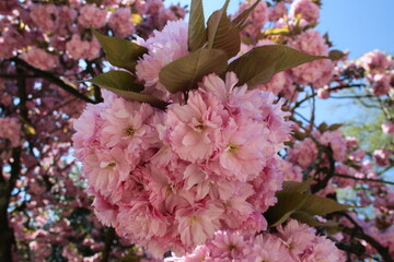 Japanese flowering cherry