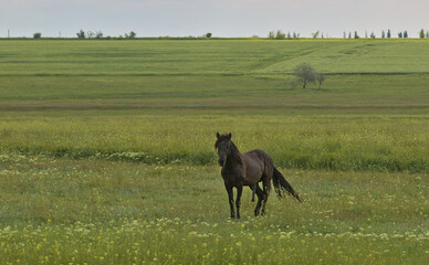 Fototapeta na wymiar Portrait of a dark brown beautiful horse with his head raised on a green meadow. Picturesque rural landscape. a big, strong, hardy horse. Odessa region, Ukraine. On the eve of the moscow invasion. 
