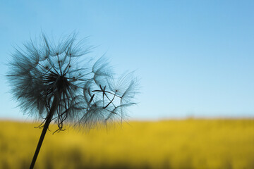 Flying dandelion seeds against blue sky and yellow field background. National colors of Ukraine concept