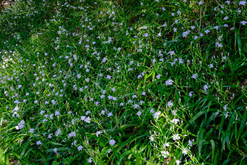 福井県美浜町佐柿のシャガ