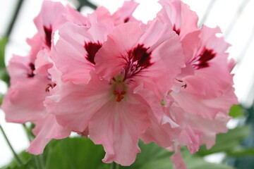 Pink geranium flower