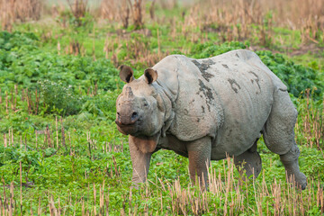 An approaching greater one-horned Rhino in the elephant grass in Kaziranga, India	