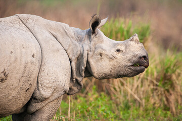 Fototapeta premium Greater one-horned Rhino in the open plains of Kaziranga National Park, India