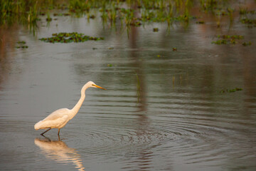 Fototapeta premium Intermediate Egret fishing in the shallow water of Kaziranga National Park