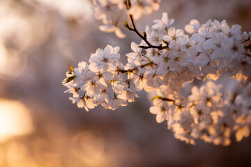 Beautiful almond tree flowers wallpaper. Delicate bouquets of white flowers in the backlight of the rays of setting sun. blossoming tree. Selective focus, good weather on warm spring day. copy space.