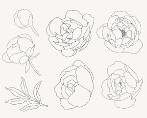 doodle line art peony flower bouquet elements collection © Unchalee