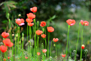 Fototapeta premium ポピーの花