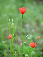 Obraz premium ポピーの花