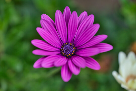 Flowers of Osteospermum ecklonis or Dimorphotheca ecklonis or Cape marguerite, Madeira Island, Portugal