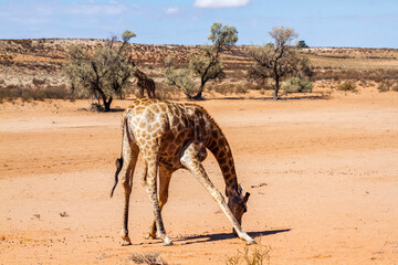 Naklejka na ściany i meble Giraffe head down in sand in desert in Kgalagadi transfrontier park, South Africa ; Specie Giraffa camelopardalis family of Giraffidae