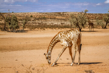 Giraffe head down in sand in desert in Kgalagadi transfrontier park, South Africa ; Specie Giraffa camelopardalis family of Giraffidae