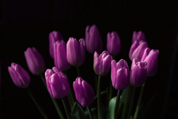 Obraz na płótnie Canvas Bouquet of purple vibrant Tulips. Tulips background. Beautiful backdrop. Spring flowers. Purple blooming Tulips on dark background. First spring flowers. Place for text. Beautiful postcard banner.