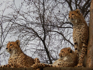 Wild animals - Prague Zoo - Praha - Lion - Monkey - Bison - Fox © Sabine