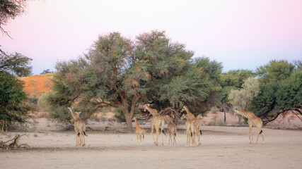 Fototapeta na wymiar Small group of Giraffes in dry land scenery in Kgalagadi transfrontier park, South Africa ; Specie Giraffa camelopardalis family of Giraffidae